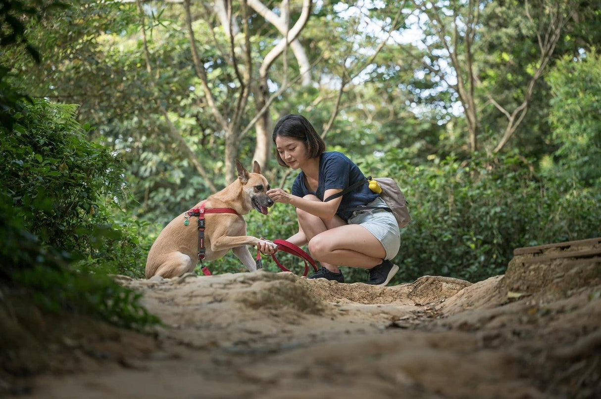 澳洲 逗毛坊 零添加 狗狗零食|狗肉乾 寵物肉乾 - 富士通販