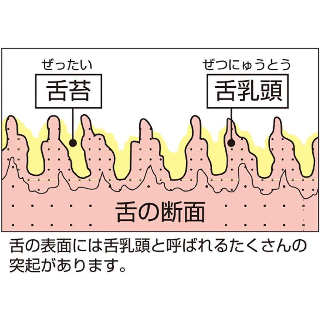 日本 EBiSU舌苔清潔刷|口臭對策|舌苔器-日本製 - 富士通販