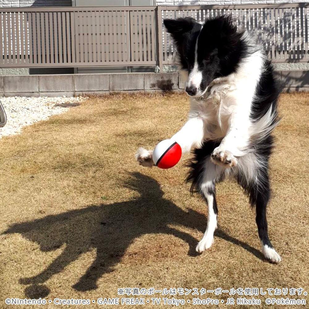 日本 神奇寶貝POKÉMON |寶可夢 寵物玩具球-四款可選 - 富士通販