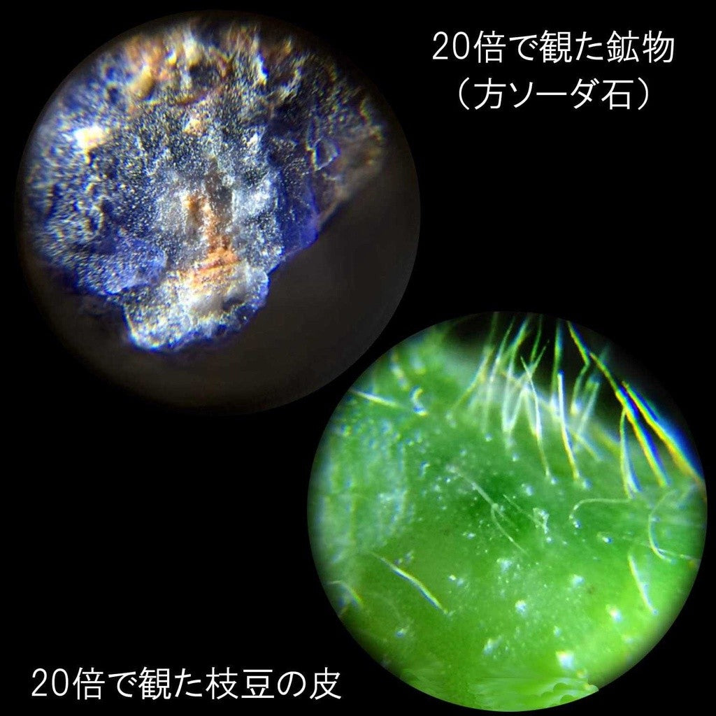 日本 RAYMAY 藤井 迷你顯微鏡RXT1142 RXT1143 | 攜帶型顯微器 兒童顯微鏡