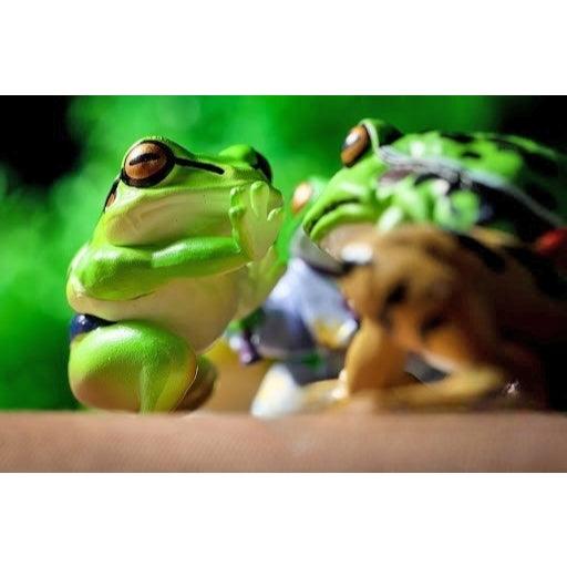 日本 Qualia 蛙力士氣勢公仔P2 摔角 相撲 扭蛋