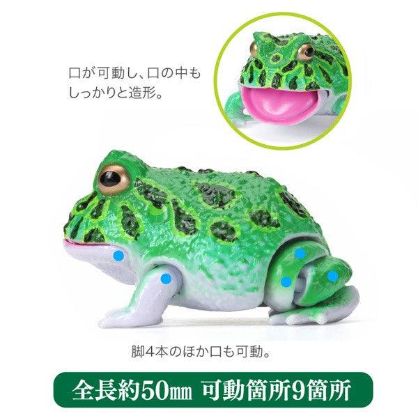 日本 Bandai 萬代 生物大圖鑑 角蛙與饅頭蛙|扭蛋 兒童教具 - 富士通販