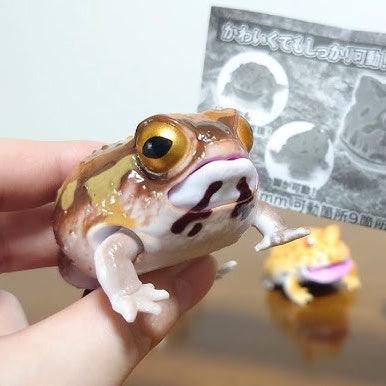 日本 Bandai 萬代 生物大圖鑑 角蛙與饅頭蛙|扭蛋 兒童教具 - 富士通販