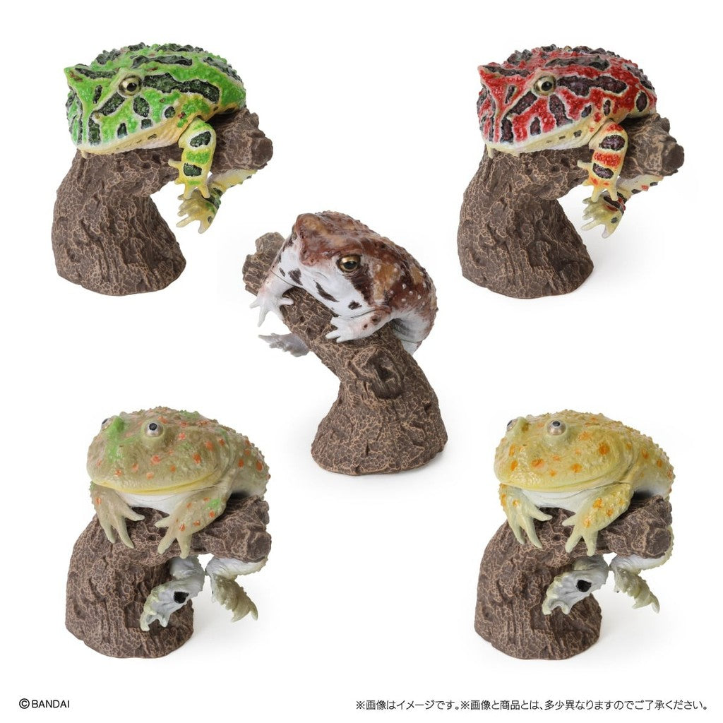 日本 BANDAI 萬代 指尖生物 角蛙 饅頭蛙 | 小丑蛙扭蛋 青蛙扭蛋 動物模型