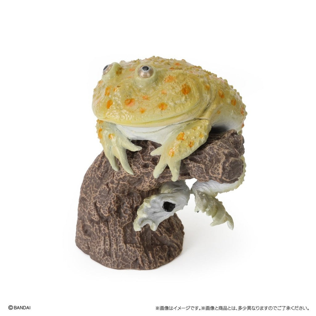 日本 BANDAI 萬代 指尖生物 角蛙 饅頭蛙 | 小丑蛙扭蛋 青蛙扭蛋 動物模型