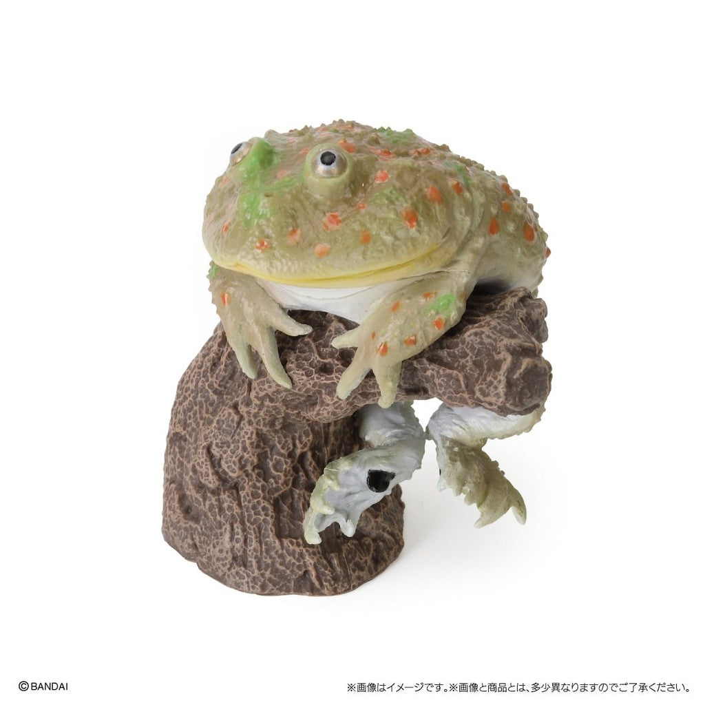 日本 BANDAI 萬代 指尖生物 角蛙 饅頭蛙 | 小丑蛙扭蛋 青蛙扭蛋 動物模型