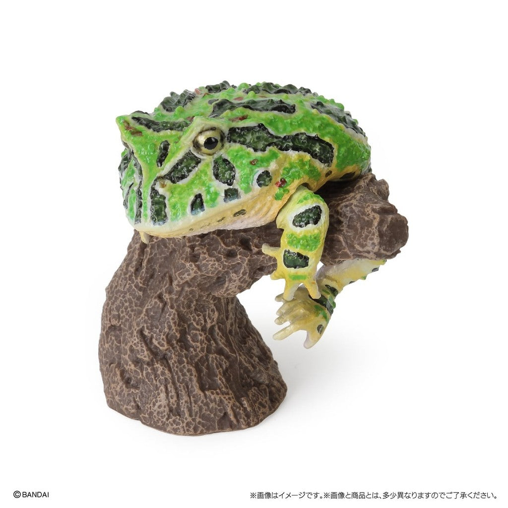 日本 BANDAI 萬代 指尖生物 角蛙 饅頭蛙 | 小丑蛙扭蛋 青蛙扭蛋 動物模型