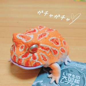 日本 Bandai 萬代 生物大圖鑑 角蛙與饅頭蛙｜扭蛋 兒童教具 - 富士通販