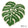 日本 TOMO 龜背芋地墊｜居家綠化 植栽擺飾 - 富士通販